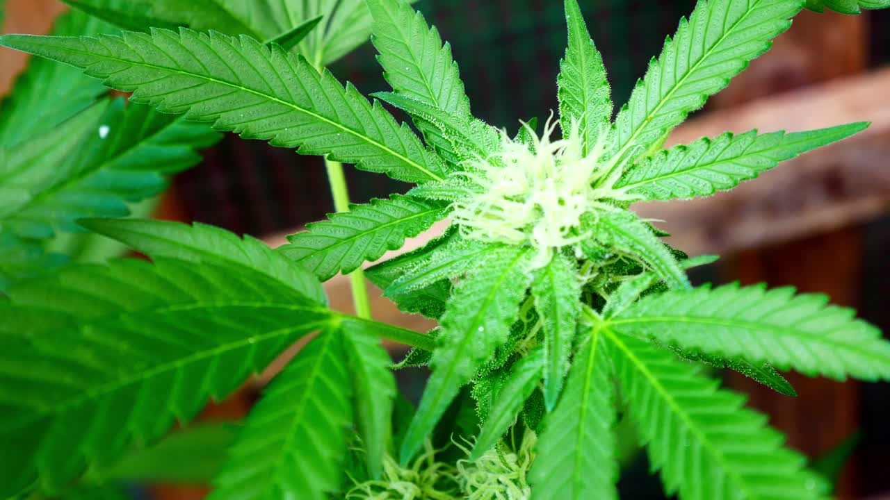 marihuana medicinal narcótico cultivo de plantas de cannabis prohibido ilegal efecto invernadero malezas a base de hierbas
