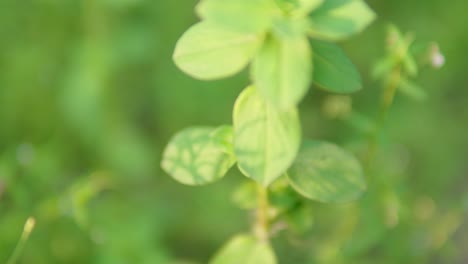 Un-Sorprendente-Y-Hermoso-Primer-Plano-De-Una-Vibrante-Vegetación-India-Sobre-Un-Fondo-Borroso-Cautivador-Y-Artístico,-Que-Crea-Una-Toma-Con-Una-Distancia-Focal-Muy-Baja,-Creando-Un-Bhoke-Vibrante.