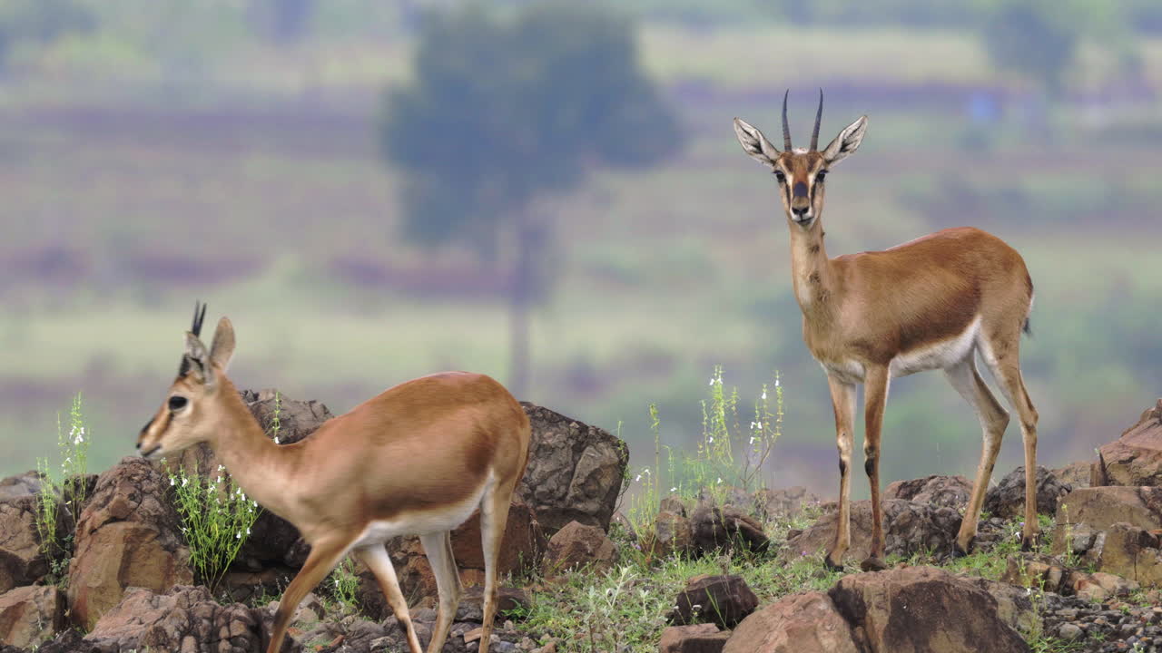 gacela chinkara - dos gacelas indias hembras paradas sobre rocas y mirando a la cámara