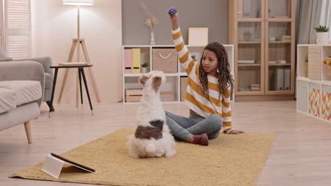 niña entrenando y jugando con perros