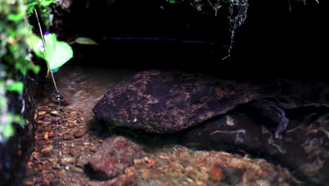 andrias japonicus, la salamandra gigante japonesa en el agua del río de tottori