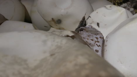 macro close up of a clutch of python eggs