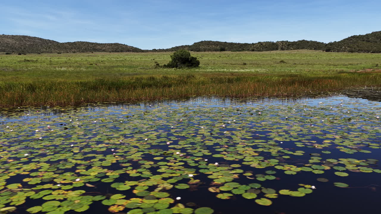 Aquatic water lilies and reeds grow on edge of lake on game reserve, low aerial