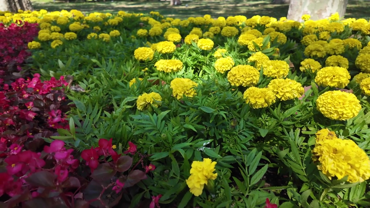 Fiori di calendula gialli vivaci e begonie rosse in un giardino soleggiato
