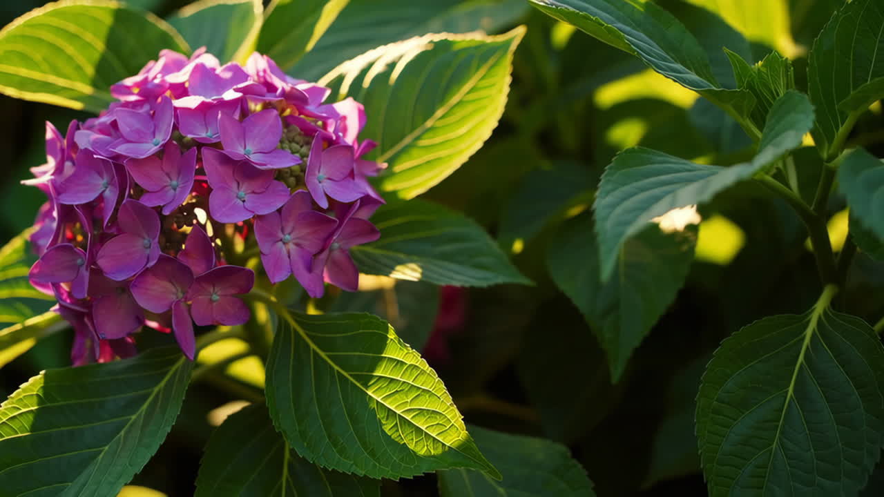 Close-up of a Purple Hydrangea