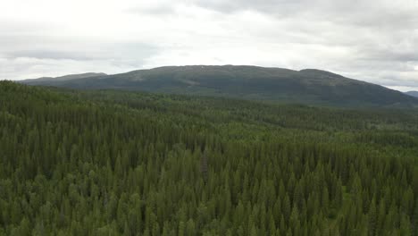 lush forest in nordic mountains