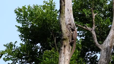 El-Lagarto-Monitor-Nublado-Se-Encuentra-En-Tailandia-Y-Otros-Países-De-Asia