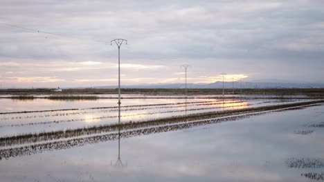 sunset over a flooded rice paddy with power lines