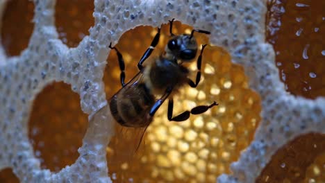 honeybee flying between honeycomb cells, navigating intricate golden wax structures while collecting and storing golden nectar during pollination process