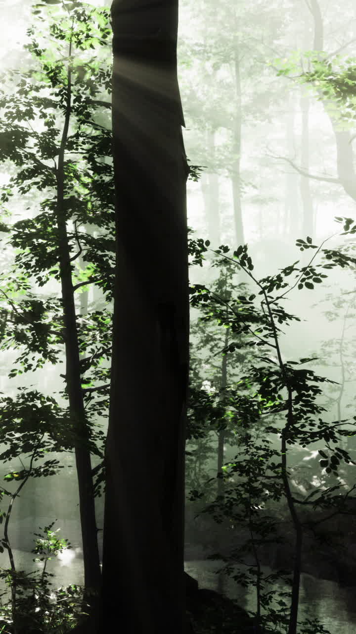 Sunlight filters through misty forest creating a magical atmosphere