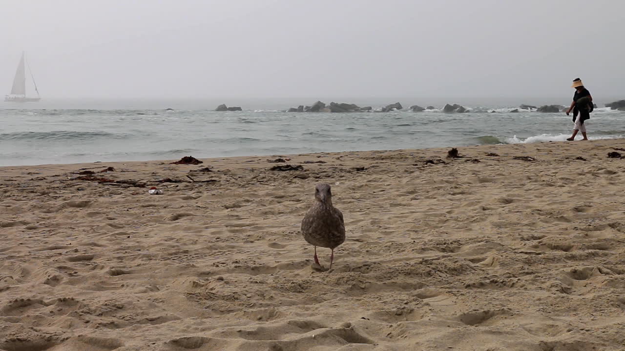 gaviota marrón en venice beach, california, en una gruesa capa marina