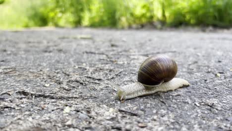 a large snail crawls along the asphalt road close up a large snail crawls along the asphalt road close up