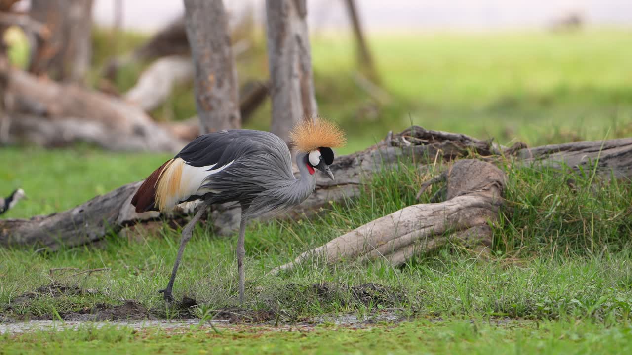 Elegante gru coronata che si nutre vicino a un tronco caduto nella natura