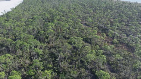 Dense-coniferous-pine-forest-that-was-planted-for-paper-mill-production