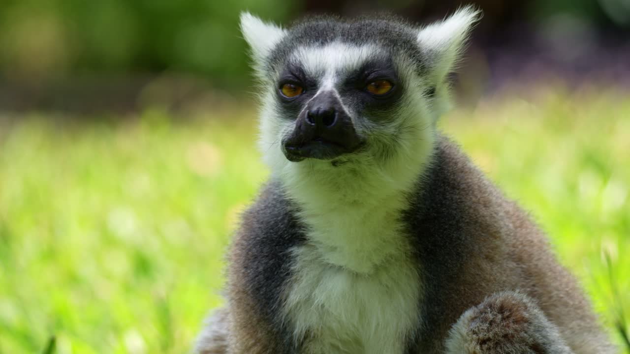 Primo piano di un lemure dalla coda ad anelli (Lemur catta) che mangia un pezzo di cibo, primo piano