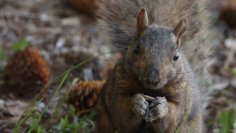 Closeup:-Grey-Squirrel-looks-directly-at-camera-while-eating-seeds