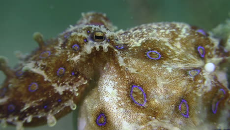 pulpo hembra de anillos azules con huevos sentados en un trozo de coral, primer plano de la cabeza, un huevo visible