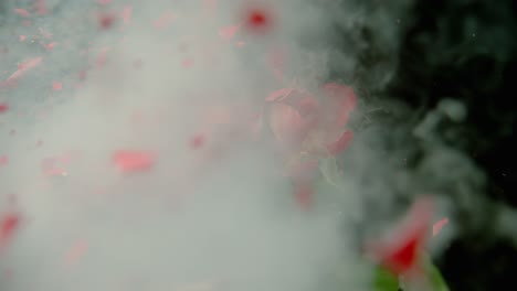 la bala rasga a través de la rosa haciendo humo y enviando pétalos en todas direcciones