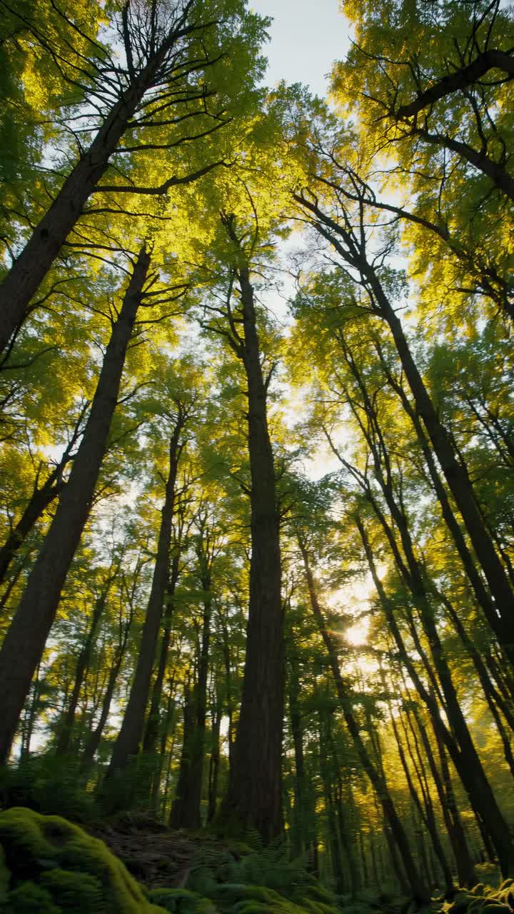 A serene forest scene with sunlight filtering through tall trees, captured from a low-angle