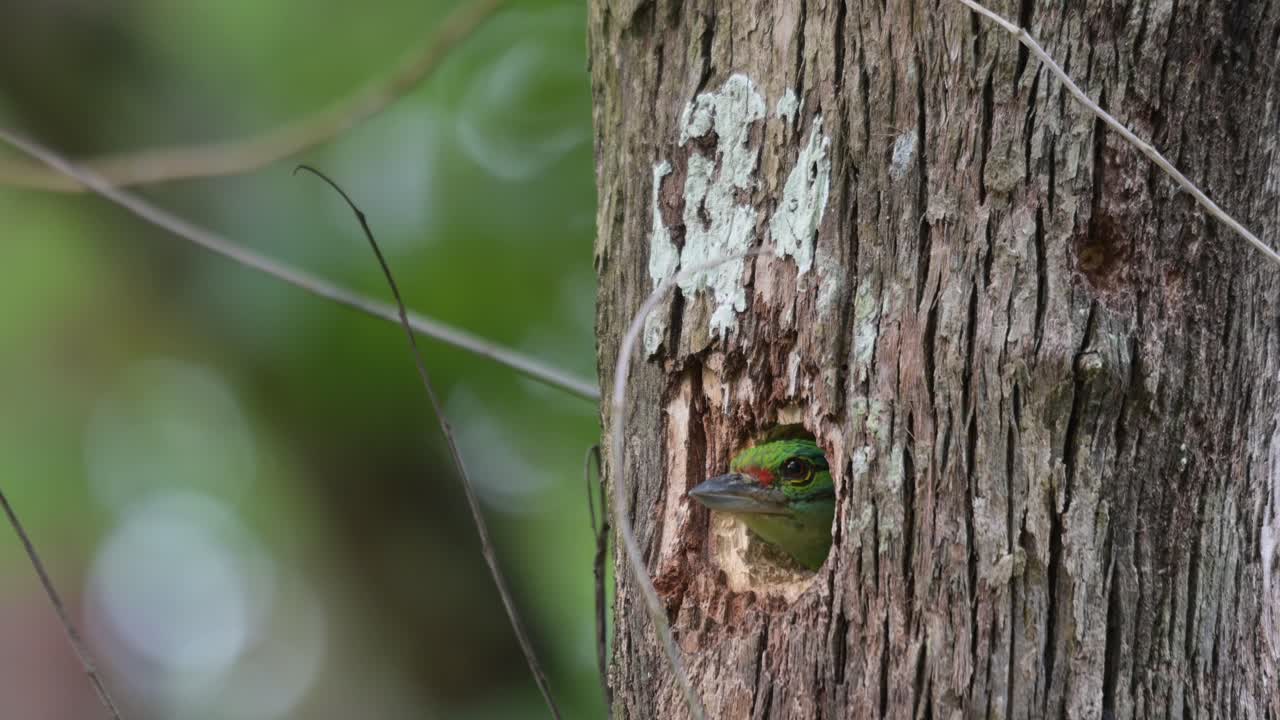 Seen with its head out of its nest as it looks around, Moustached Barbet Psilopogon incognitus, Thailand