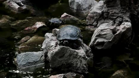 tortuga en las rocas. fotografía de cerca