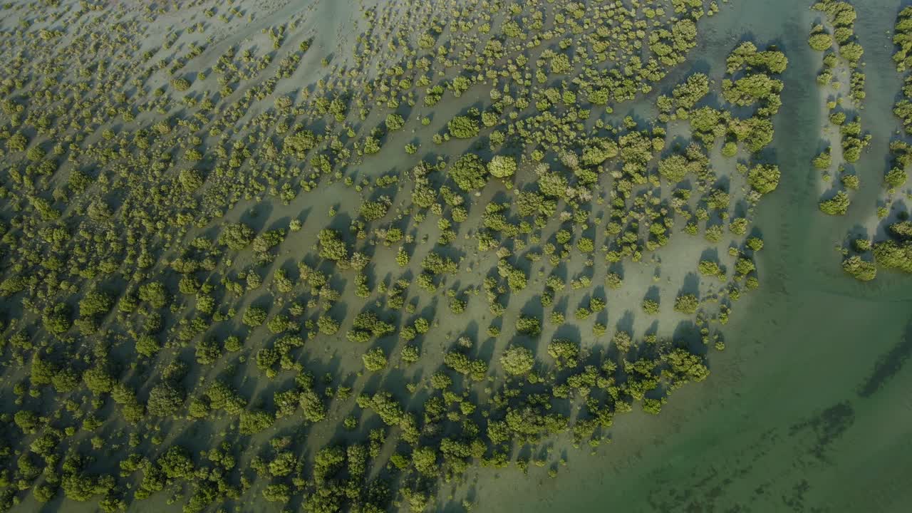 umm al quwain 맹그로브, 아랍 에미레이트 연합, uae 맹그로브의 상위 뷰