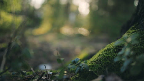 close-up of green moss and plants, in dark, sunlit woodlands - rising, tilt shot - shallow focus