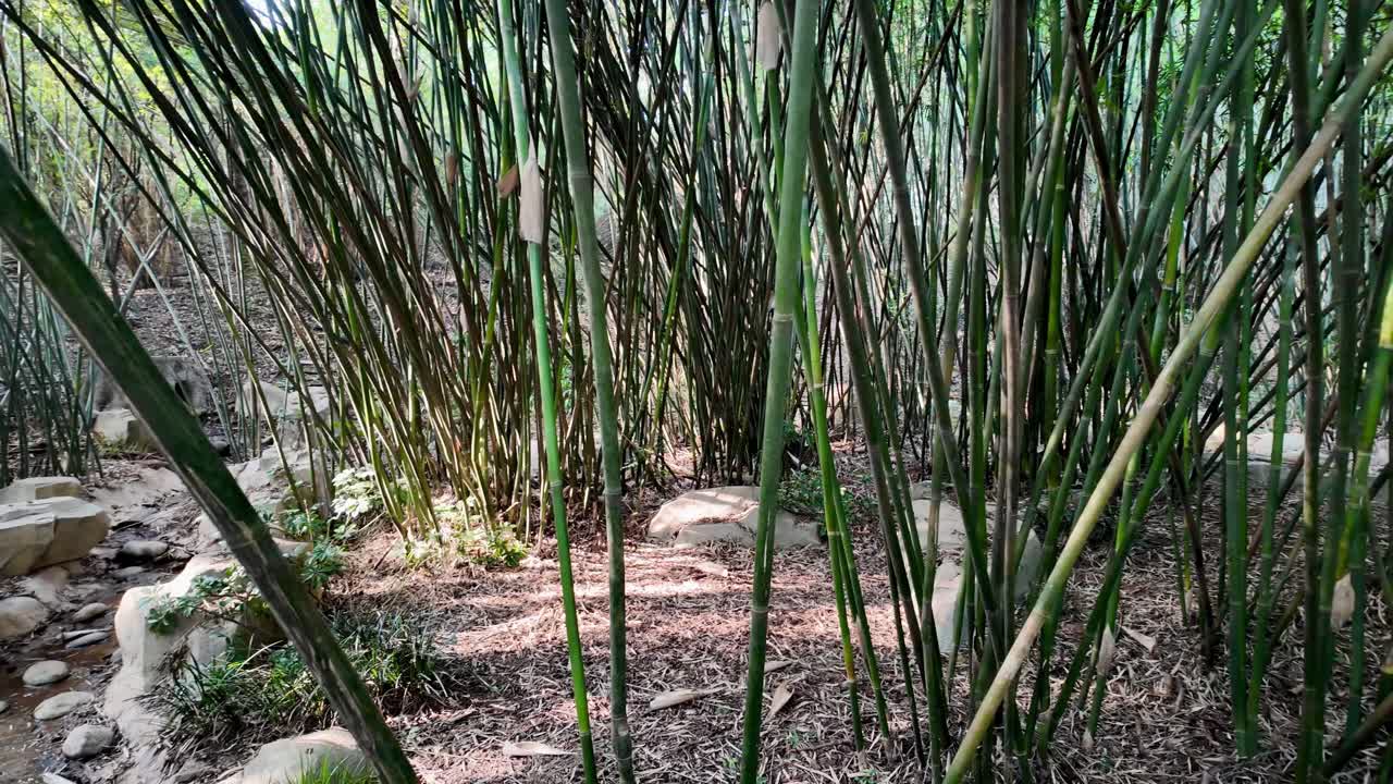 Fitta vegetazione cresce fittamente, formando una copertura naturale nel sito di conservazione del panda gigante a Chengdu, in Cina.