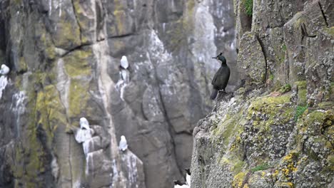 european shag standing on the side of the cliff surrounded by other nesting sea birds