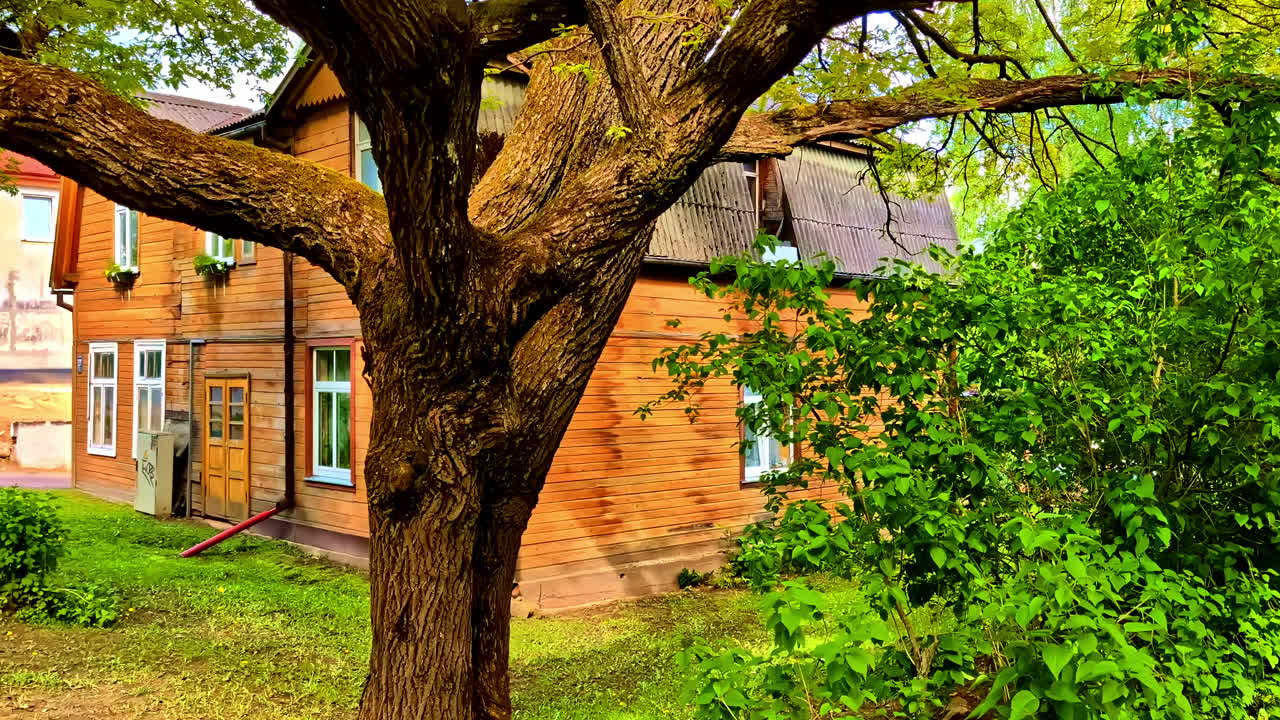 Wooden house with aged roof and large tree in overgrown green garden