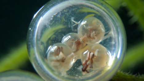 developing frog eggs in a laboratory setting