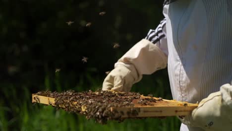 Beekeeper-taking-out-a-medium-super-from-the-beehive-bee-box,-beeswax-and-bee-honey-production