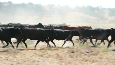 Rebaño-De-Ganado-Angus-Negro-Corriendo-En-Círculos