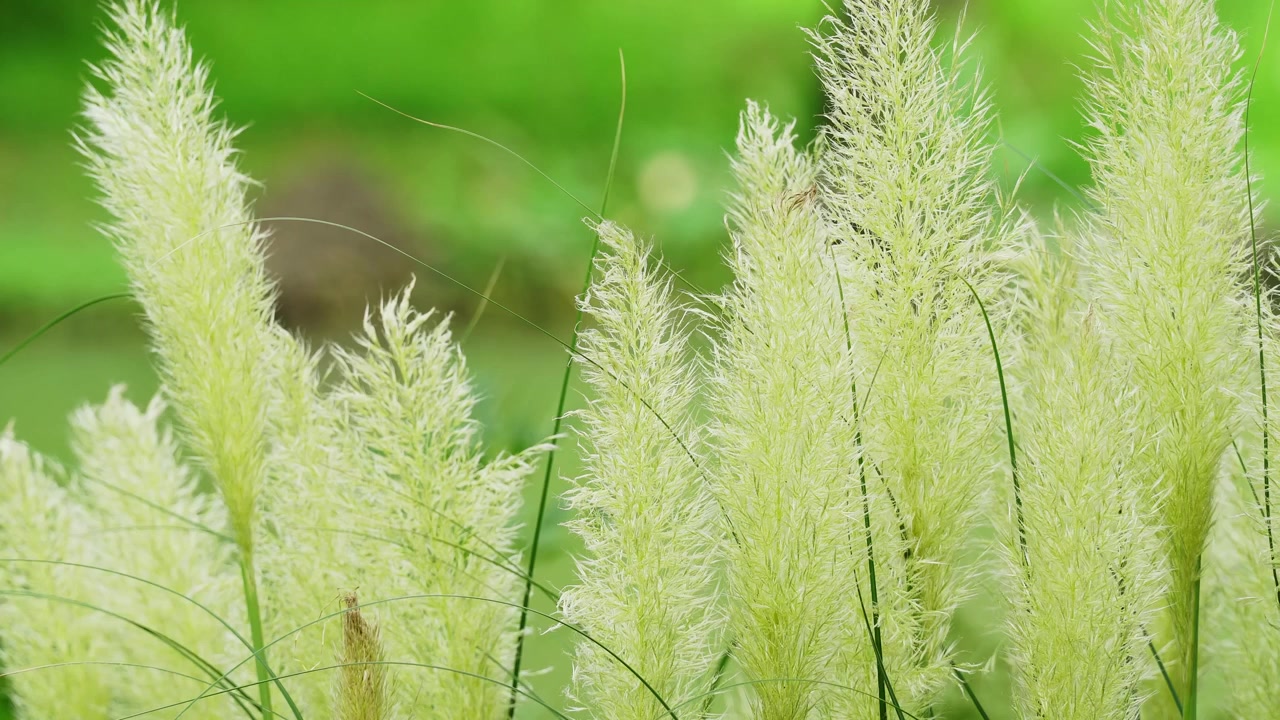 Primo piano di piume di erba della Pampa bianca in un parco di Shanghai (4K).