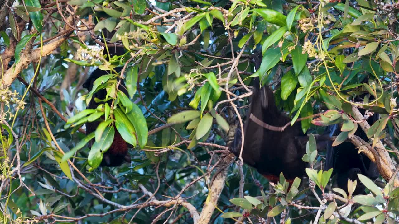 A Black Flying Fox clings to tree branches in Gold Coast, Australia, amidst lush greenery and natural light
