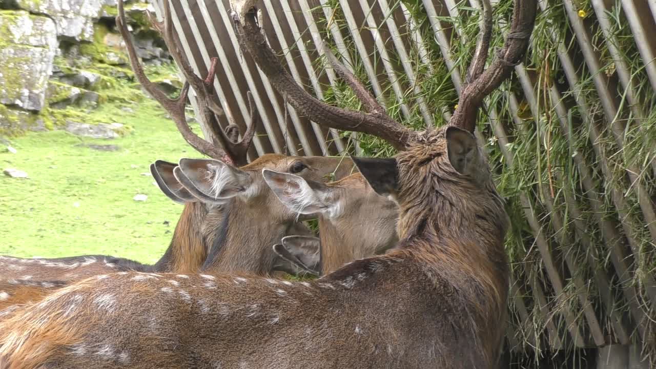 오스트리아 동물원에서 신선한 풀을 먹고 있는 사슴의 줄