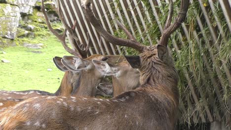 Fila-De-Ciervos-Comiendo-Hierba-Recién-Cortada-En-El-Zoológico-De-Austria