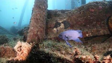 southern blue devil fish paraplesiops meleagris endemic southern australia 4k slow motion