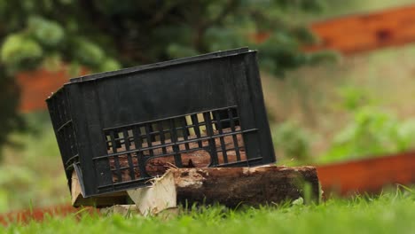 Man-Collecting-The-Pile-Of-Cut-Woods,-Putting-Them-In-A-Black-Tray