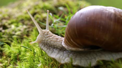 helix pomatia also roman snail, burgundy snail