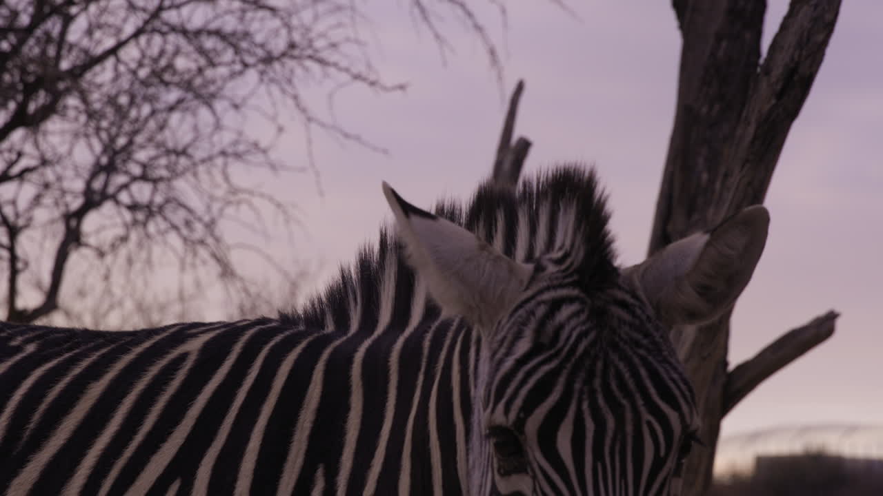 una cebra masticando comida mira directamente a la cámara al atardecer en el entorno africano - toma media