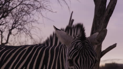 Zebra-chewing-on-food-looks-directly-into-camera-at-sunset-in-african-environment---medium-shot