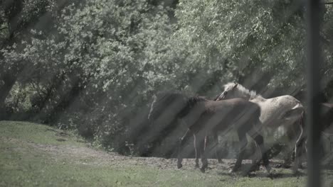 horses in a field