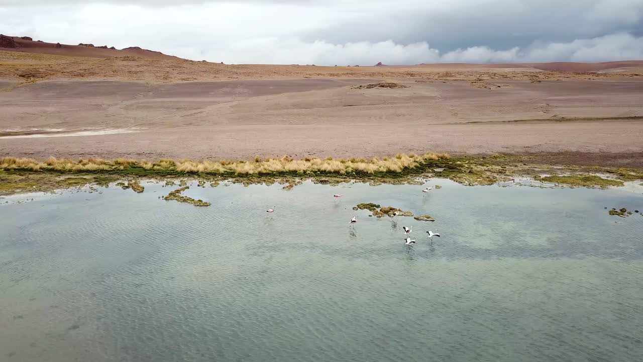 Aerial View of Flock of Flamingos Flying Over Salt Lake on Slopes of Atacama Desert, Reserva Nacional Los Flamencos, Chile