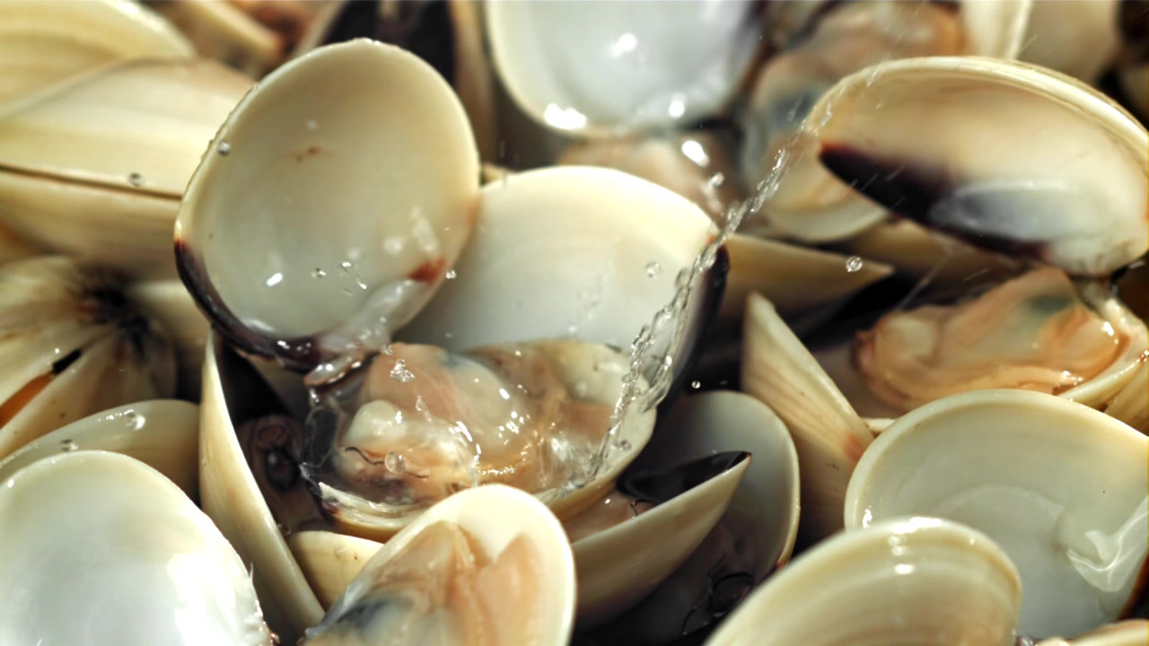 Slow Motion Water Splashing on Fresh Clams
