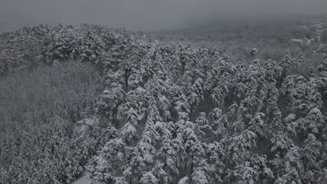 Verschneite,-Neblige-Winterluftaufnahmen-Von-Verschneiten-Wäldern