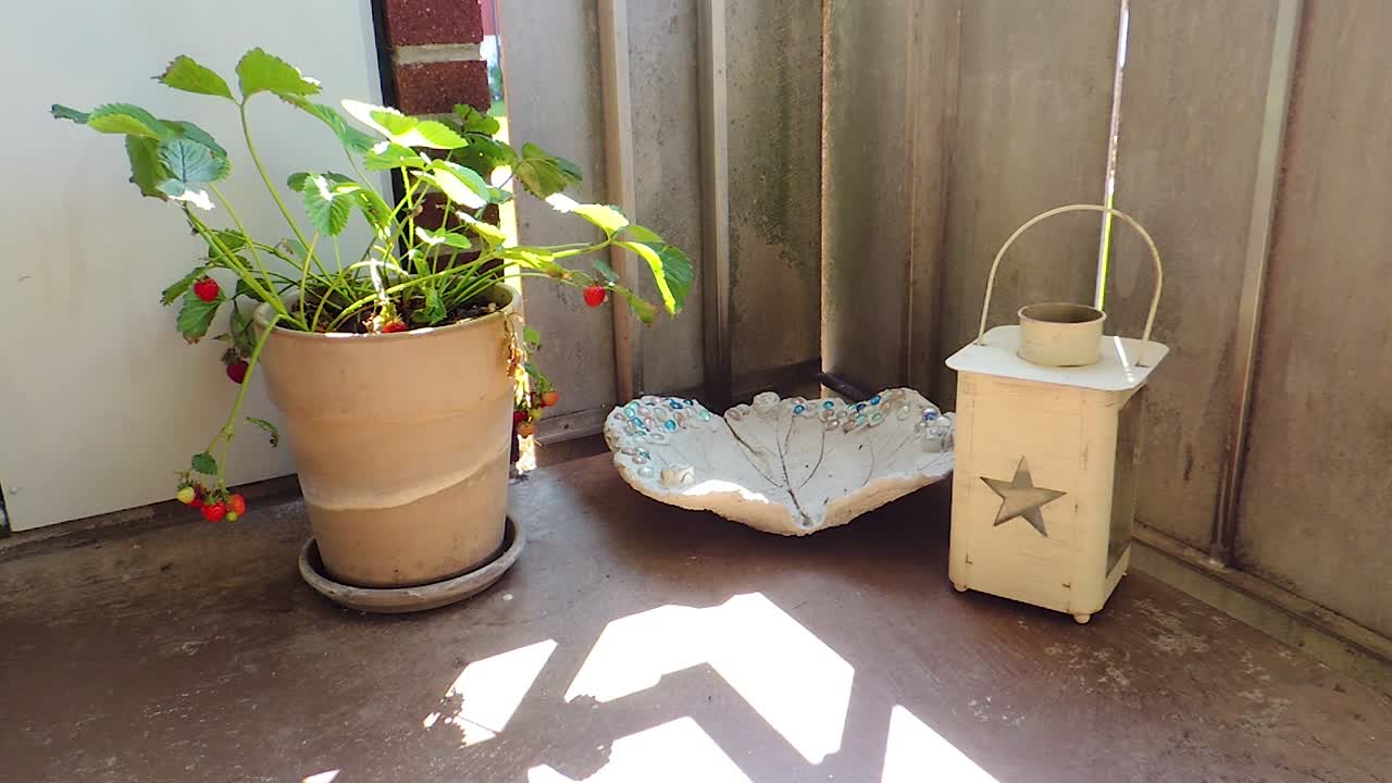 발코니에서 자라는 딸기, 발코니에서 취미 정원 - 휴대용 스테디 샷