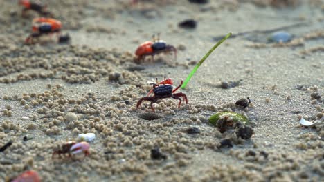 Close-up-shot-of-sand-fiddler-crab-engages-in-an-intricate-courtship-display,-waving-its-asymmetric-claw-to-attracts-potential-mates,-assert-dominance,-and-secure-mating-territories-in-wild-nature