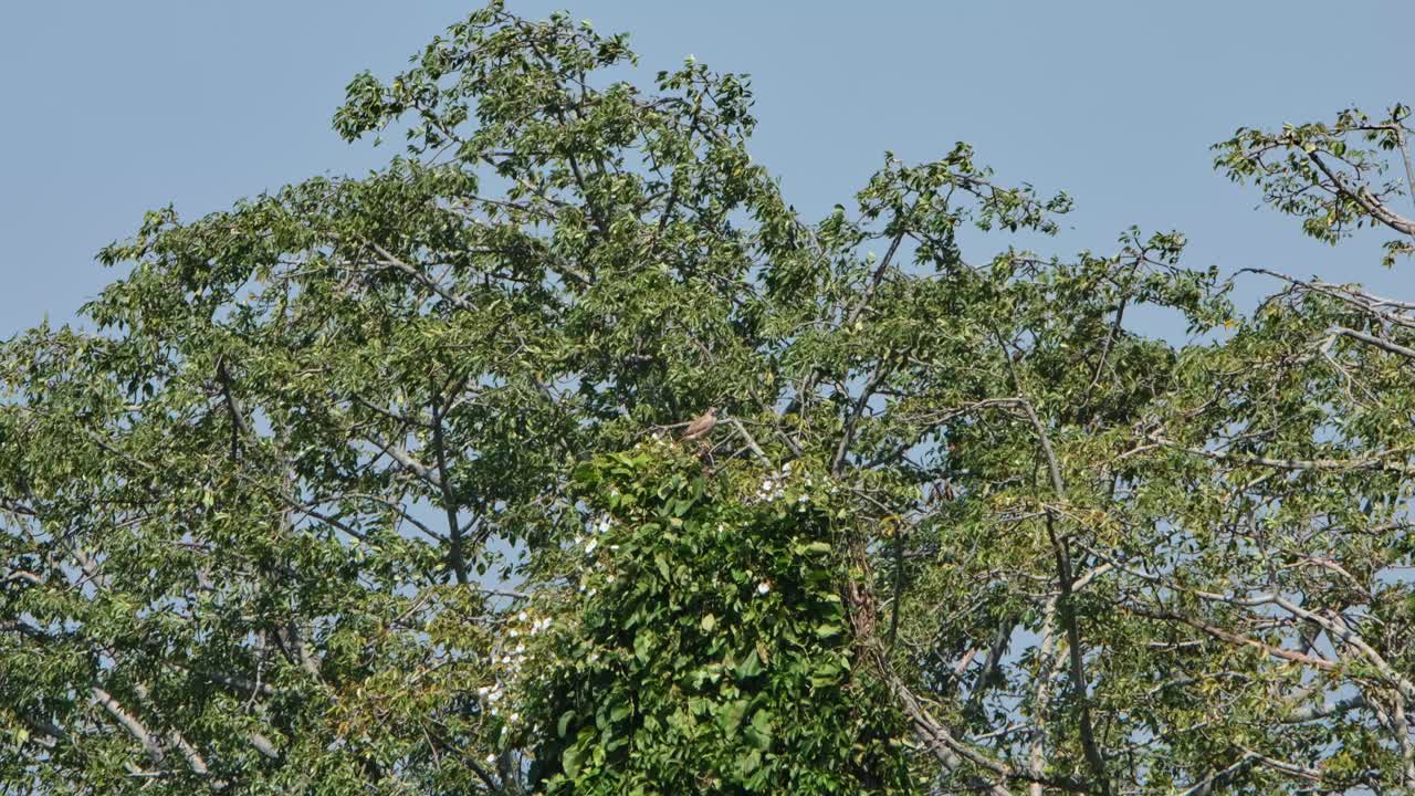 la cámara hace zoom para revelar este pájaro en el medio en la cima de un árbol luchando contra el viento, buzzard de alas rufos butastur liventer, tailandia