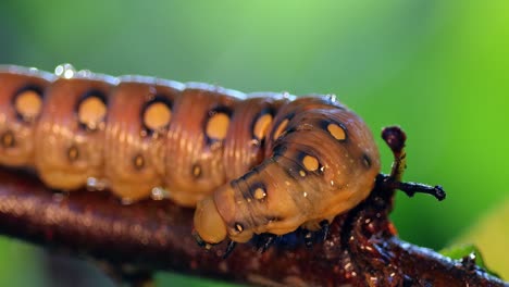 gąsienica (caterpillar bestraw hawk moth) czołga się po gałęzi podczas deszczu. gąsienica (hyles gallii) gąsienica (caterpillar bestraw hawk-moth) lub sfinks galium, jest ćmą z rodziny sphingidae.